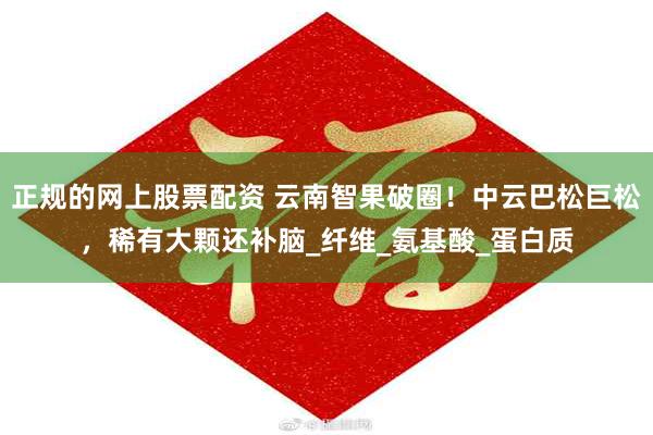 正规的网上股票配资 云南智果破圈！中云巴松巨松，稀有大颗还补脑_纤维_氨基酸_蛋白质